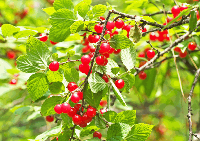 Cerisier De Nankin Rouge (2L Pot)