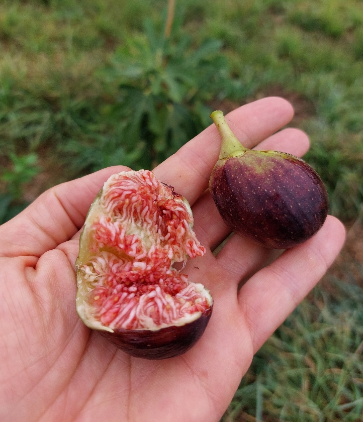 Chernyj Lebed (2L Pot)