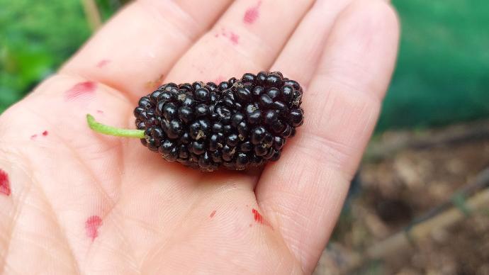 Chiang Mai #60 (2L Pot)