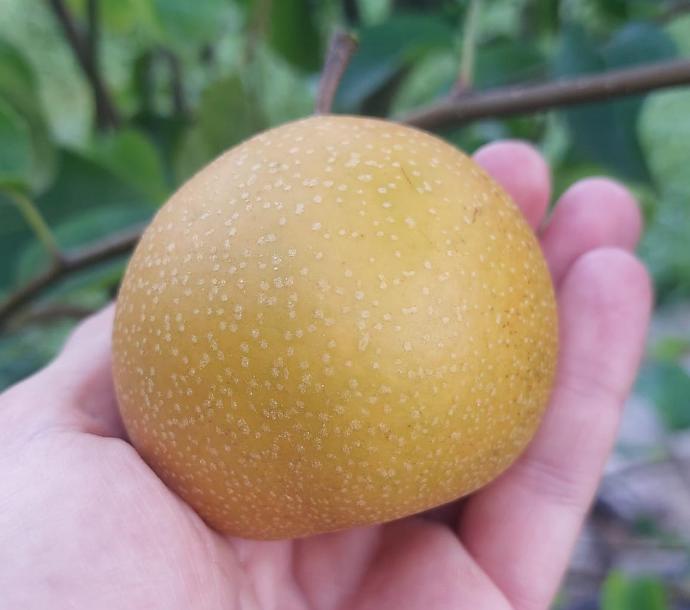 Chojuro (2L Pot)