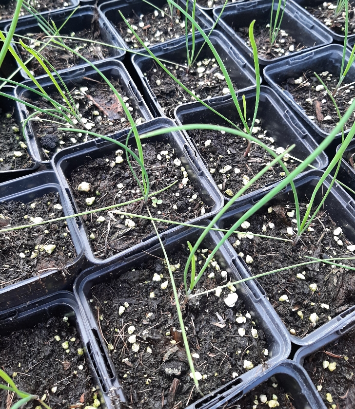 Ciboule De Chine (1L Pot)