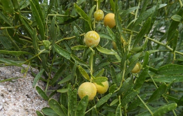 Citrangeremo (Pot 2L)