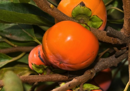 Coffee Cake (Pot 2L)