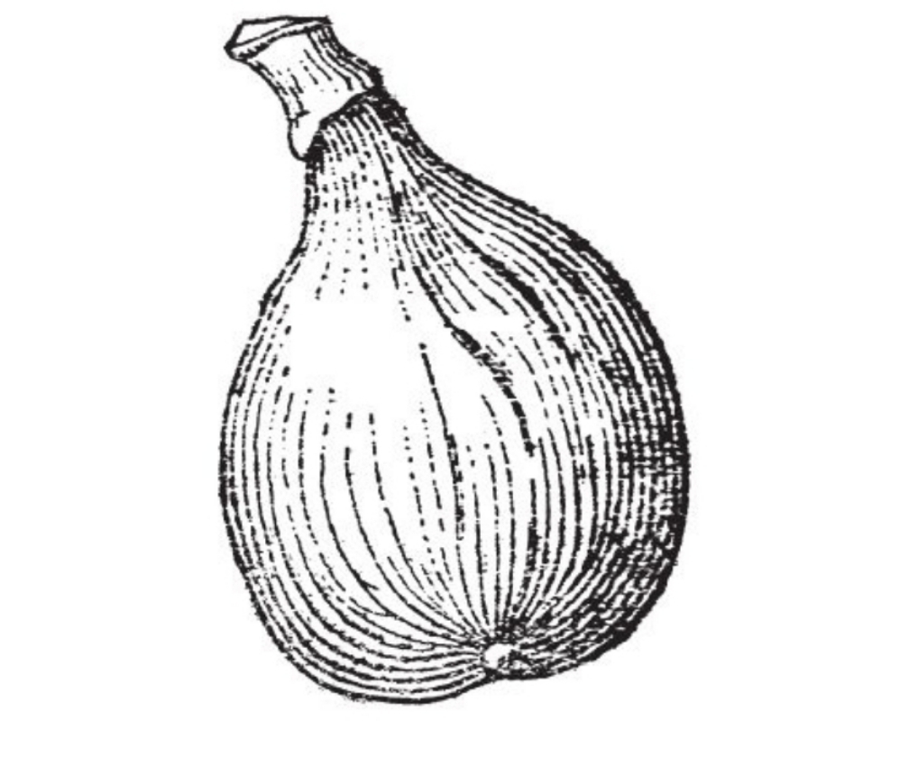 Conadria (Pot 2L)