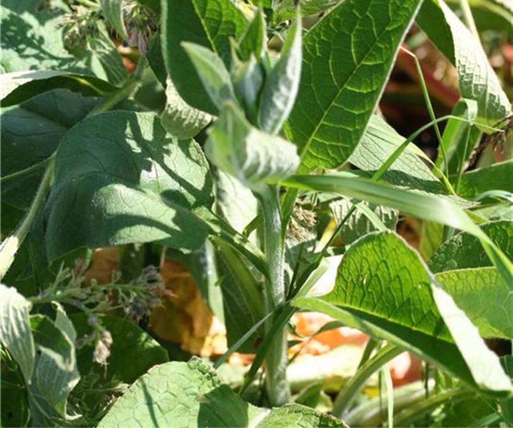 Smeerwortel Bocking 14 (1L Pot)