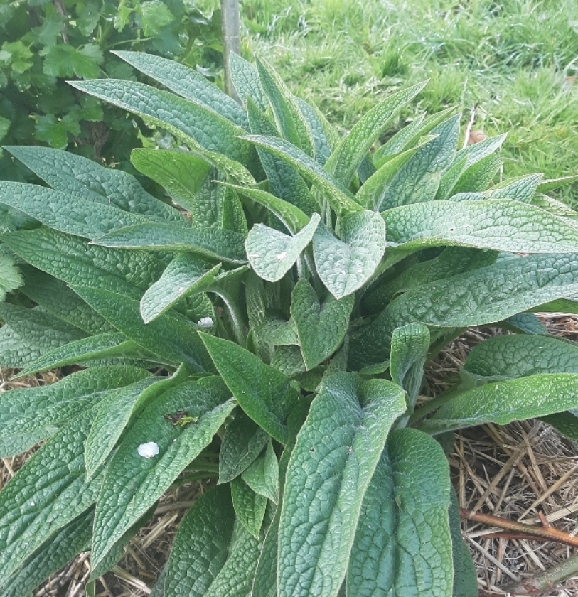 Consoude B4 (Pot 1L)