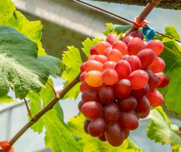 Crimson Seedless (2L Pot)