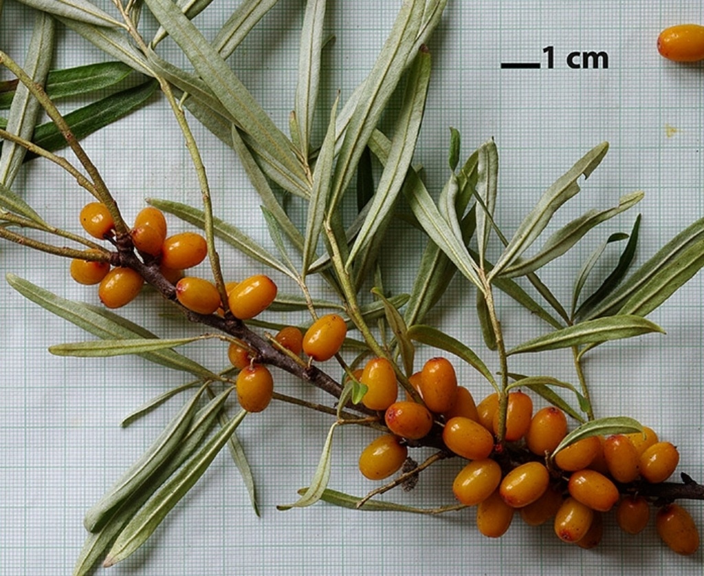 Cusjka (1L Pot)