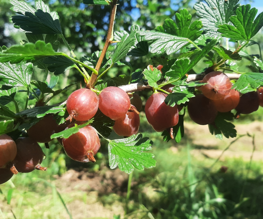 Dan's Mistake (1L Pot)