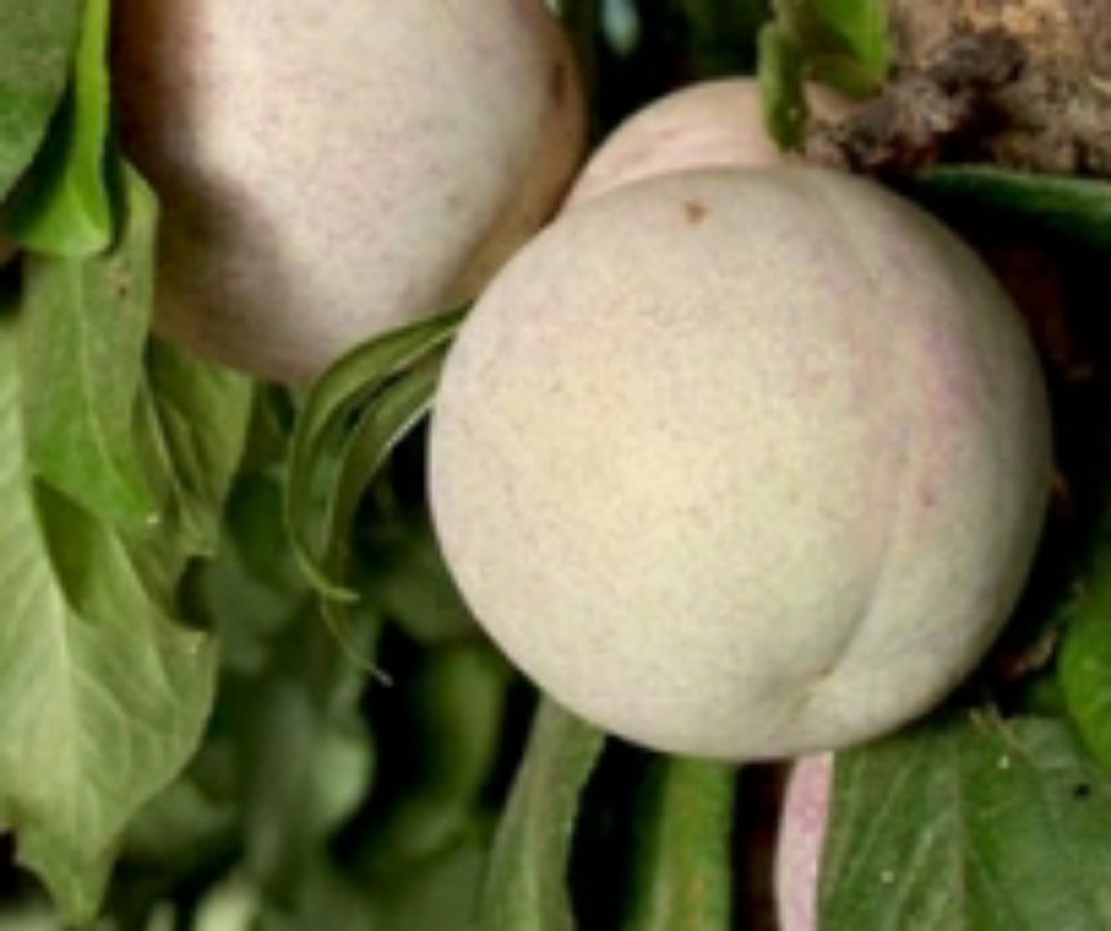 Dapple Dandy (Pot 2L)