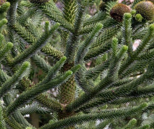 Désespoir des singes (1L Pot)