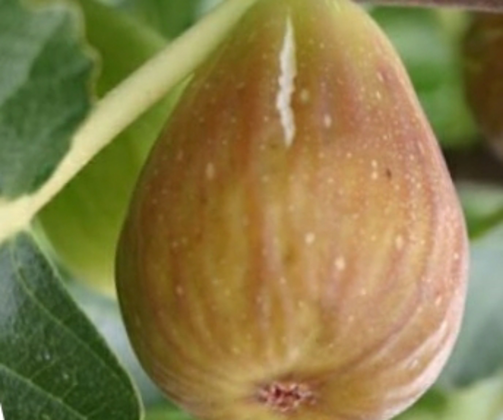 Dorée (Pot 2L)
