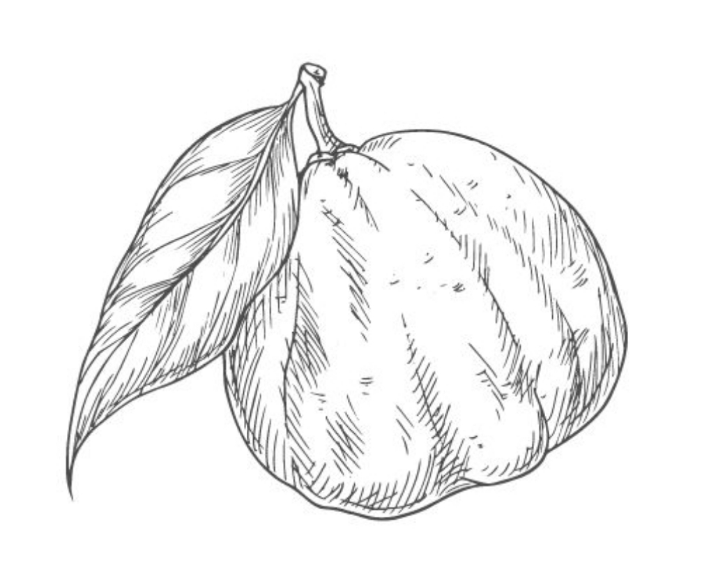 Ekmek Ayvasi (2L Pot)
