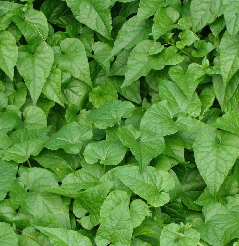 Epinard Du Caucase (Pot 1L)