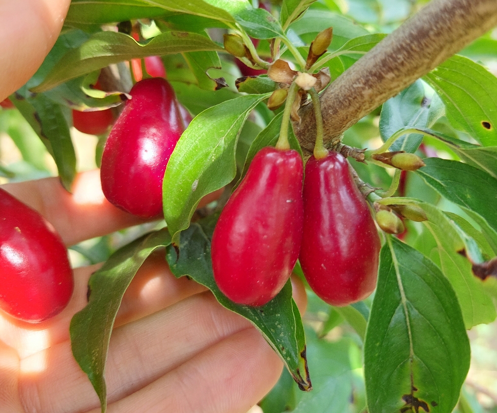 Exotischeskij (2L Pot)