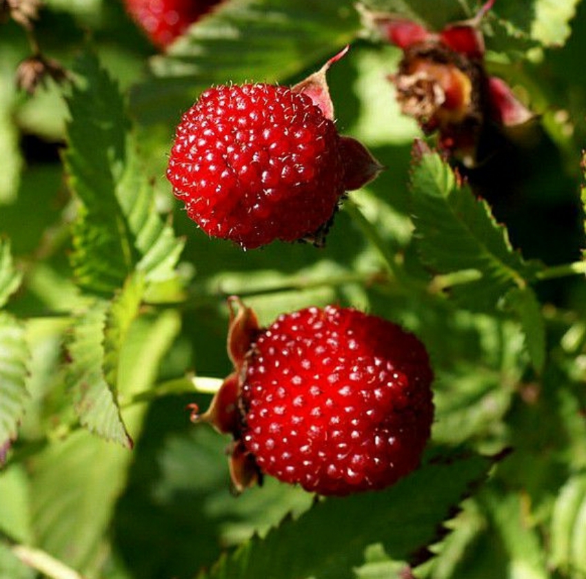 Framboisier Fraise (Pot 1L)
