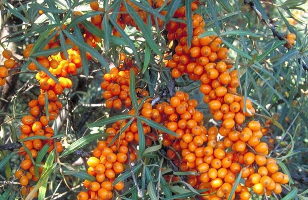 Frugana (1L Pot)