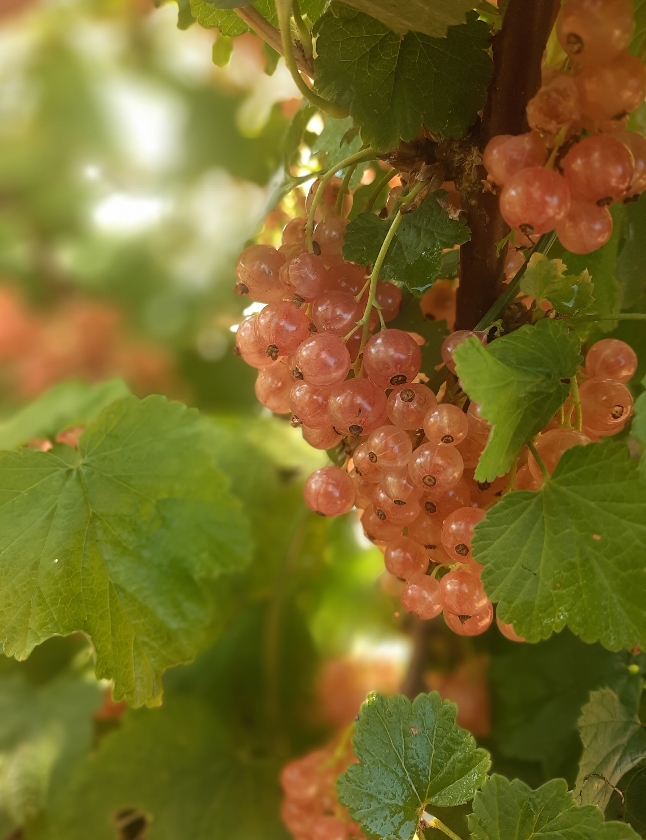 Gloire Des Sablons (1L Pot)