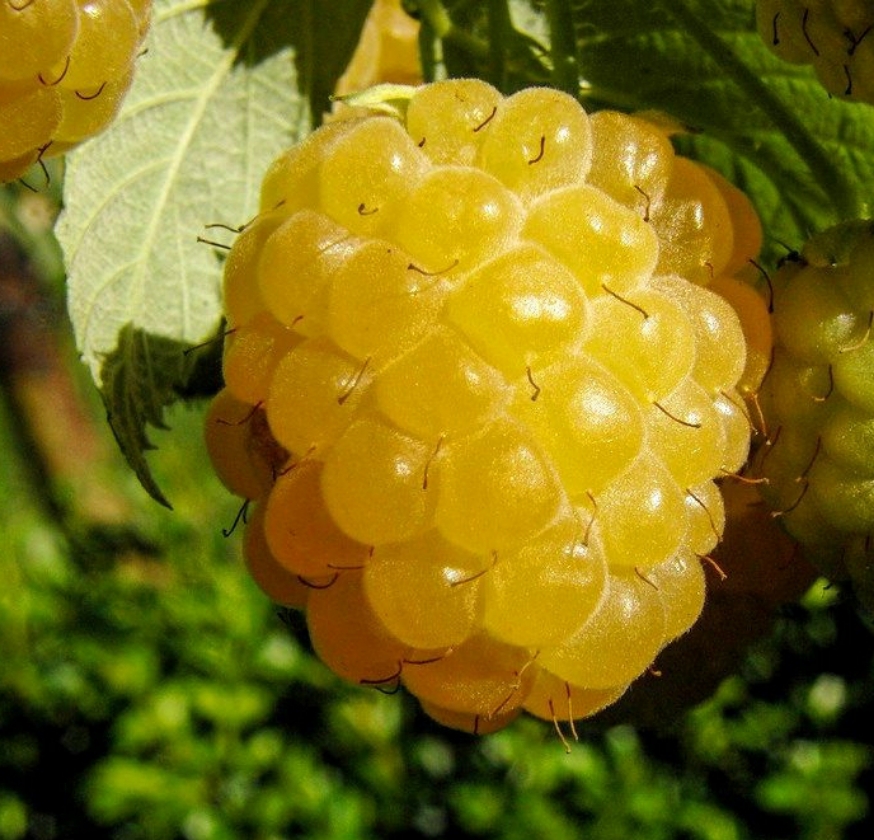 Golden Queen (1L Pot)