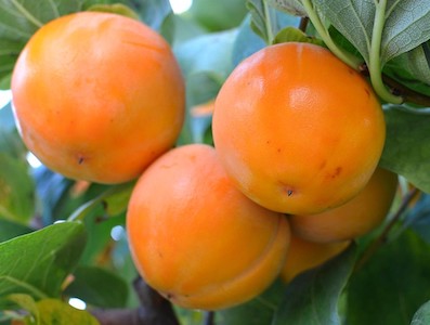 Gora Goverla (2L Pot)