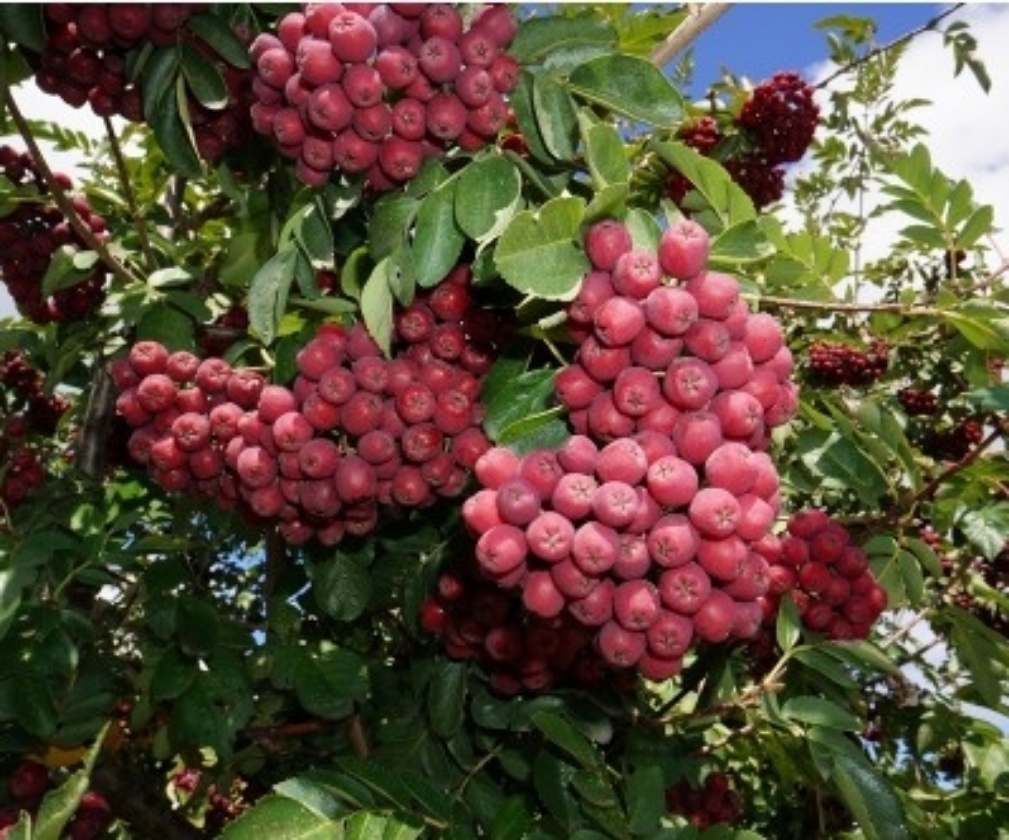 Granatnaja (1L Pot)