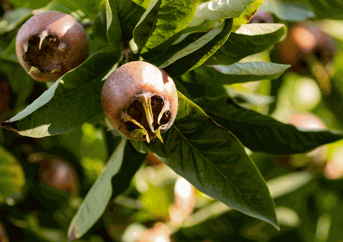 Grandiflora (Pot 2L)