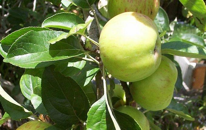 Gravenstein (Pot 2L)