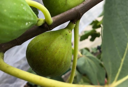 Green Ischia (2L Pot)