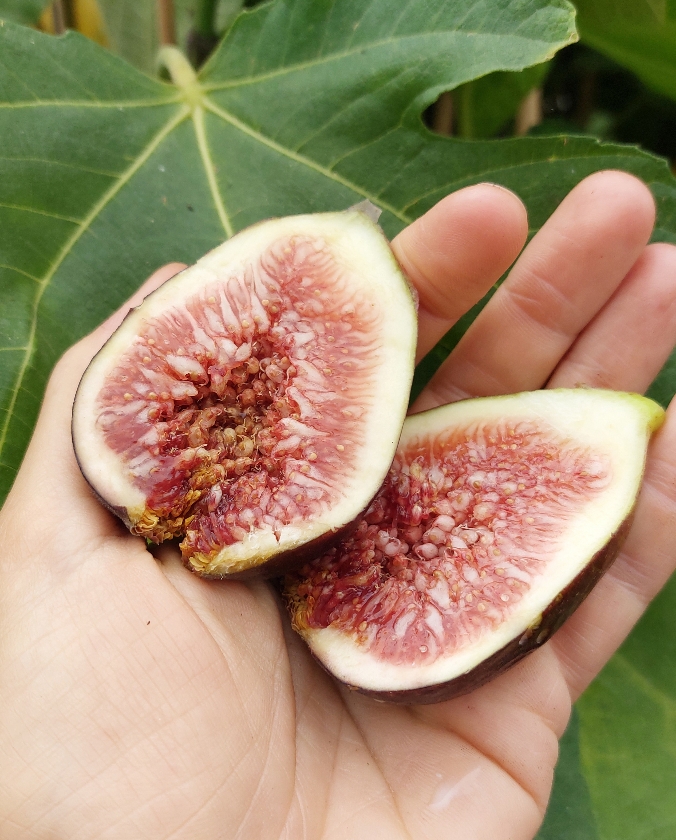 Grise De Bregoux (2L Pot)