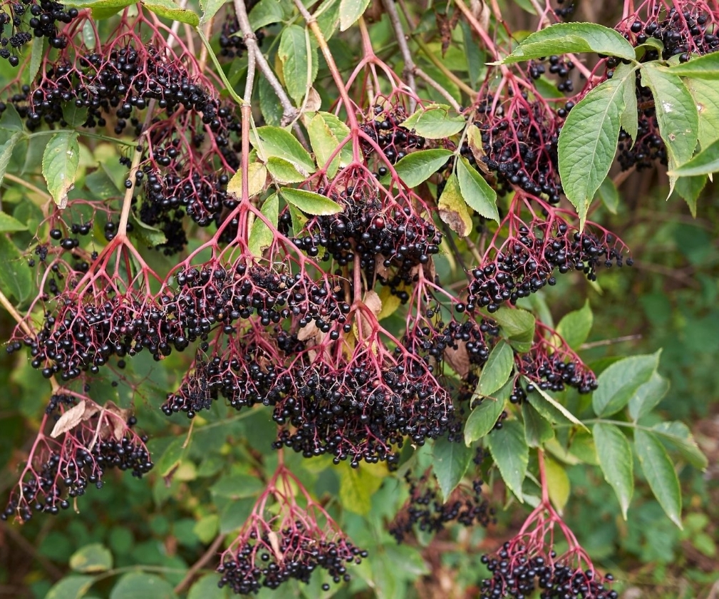 Haschberg (2L Pot)