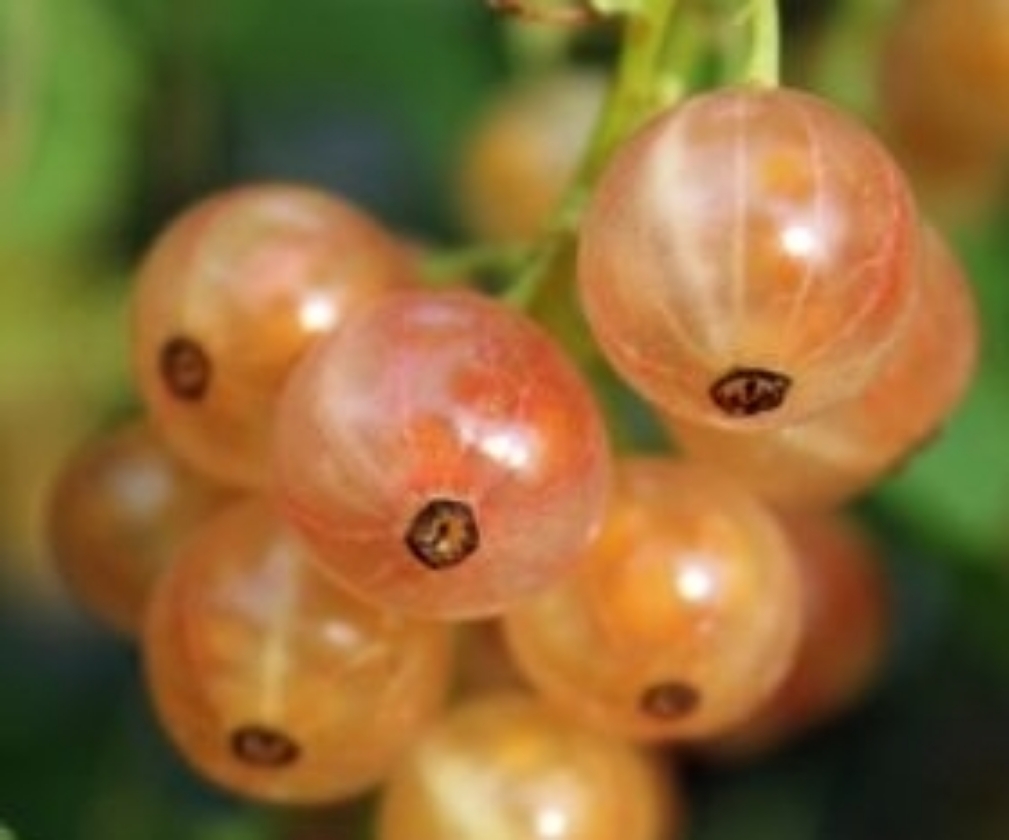 Herreweyer (Pot 1L)