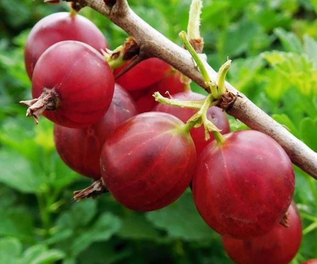 Hinnonmaki Rouge (1L Pot)