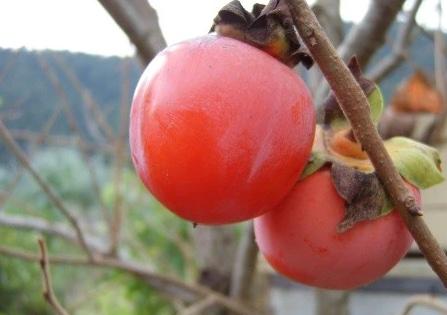 Honan Red (2L Pot)
