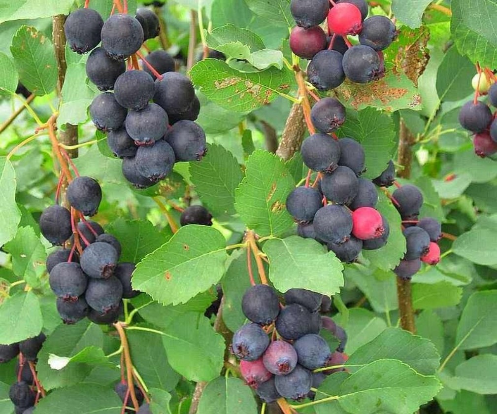Honeywood (1L Pot)
