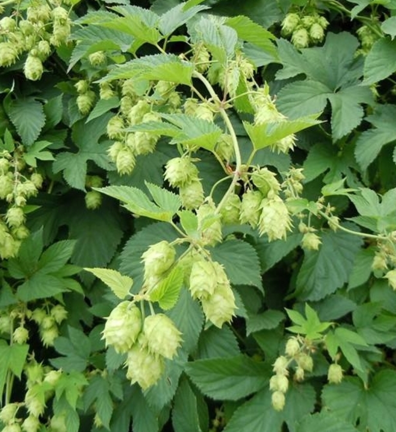 Houblon (Pot 2L)