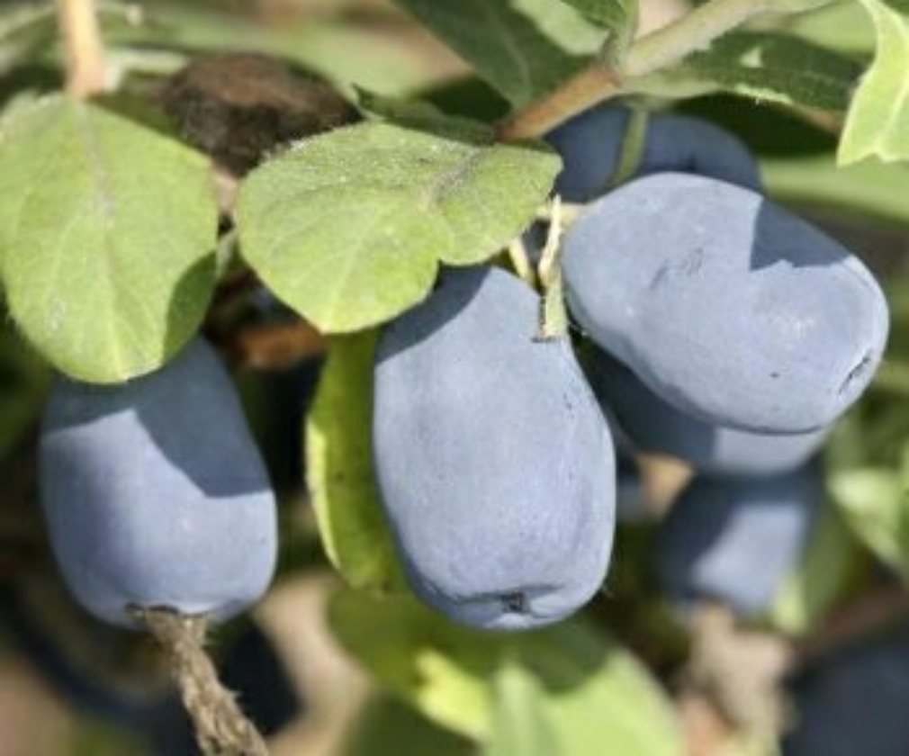 Indigo Gem (2L Pot)