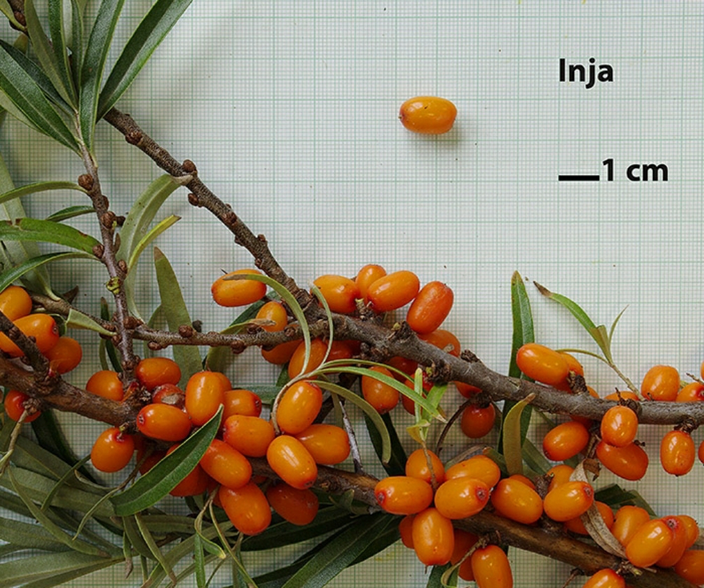 Inja (1L Pot)