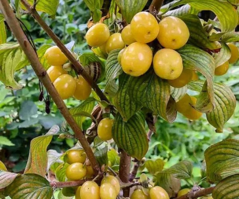 Jantarnyj (Pot 2L)