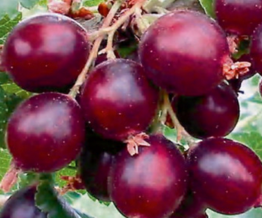 Jonova (1L Pot)