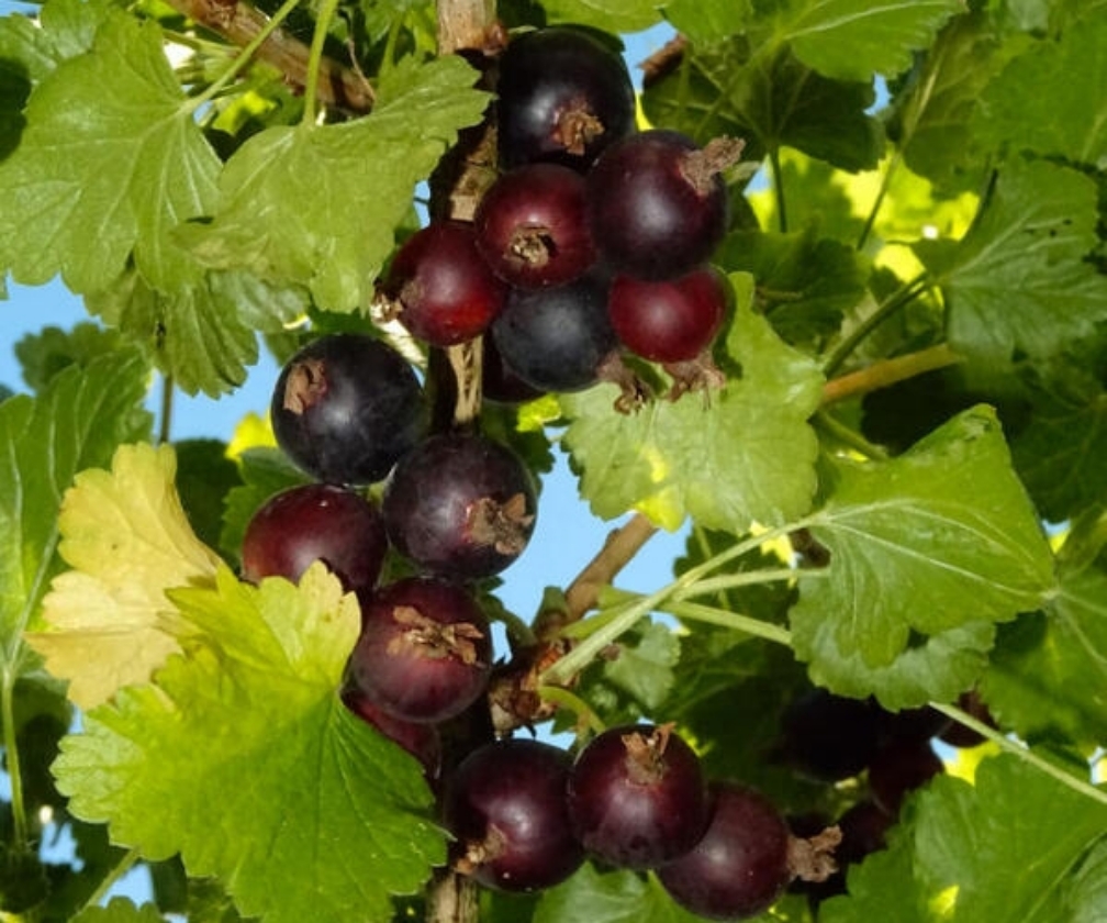 Josta (1L Pot)
