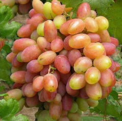Jubilej Nowoczerkask (Pot 2L)