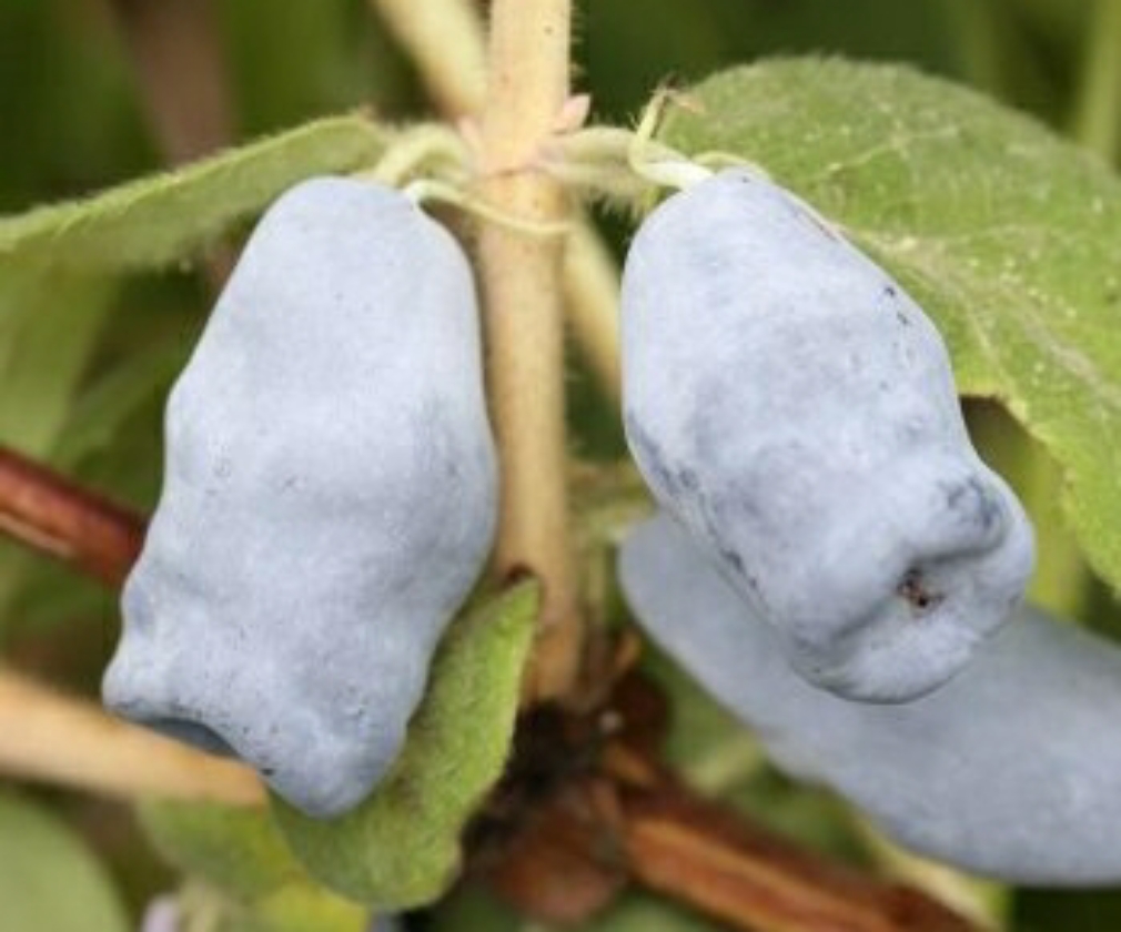 Jugana (Pot 2L)
