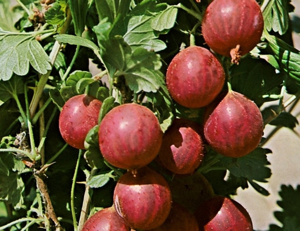 Kameniar (1L Pot)