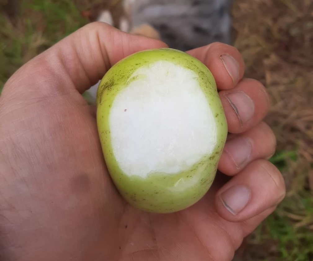 Kazachse appelboom (2L Pot)