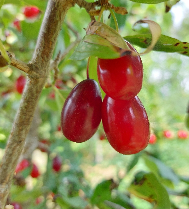 Kazalanker (Pot 2L)
