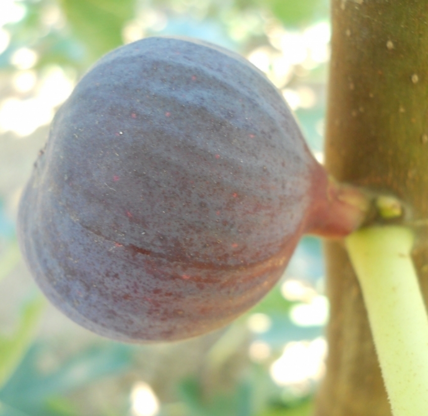 Koraï Lila (2L Pot)