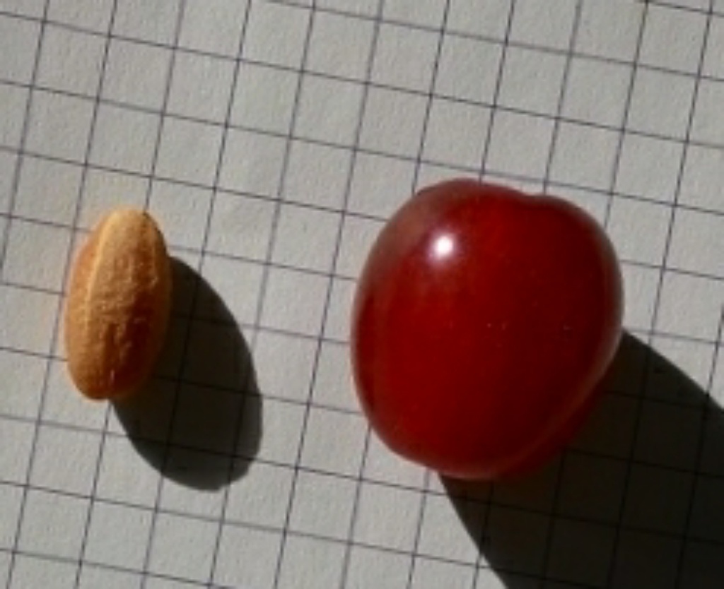 Koralovyi Marka (Pot 2L)