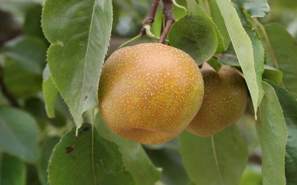 Kosui (Pot 2L)