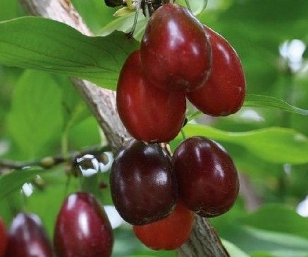 Kotula (Pot 2L)