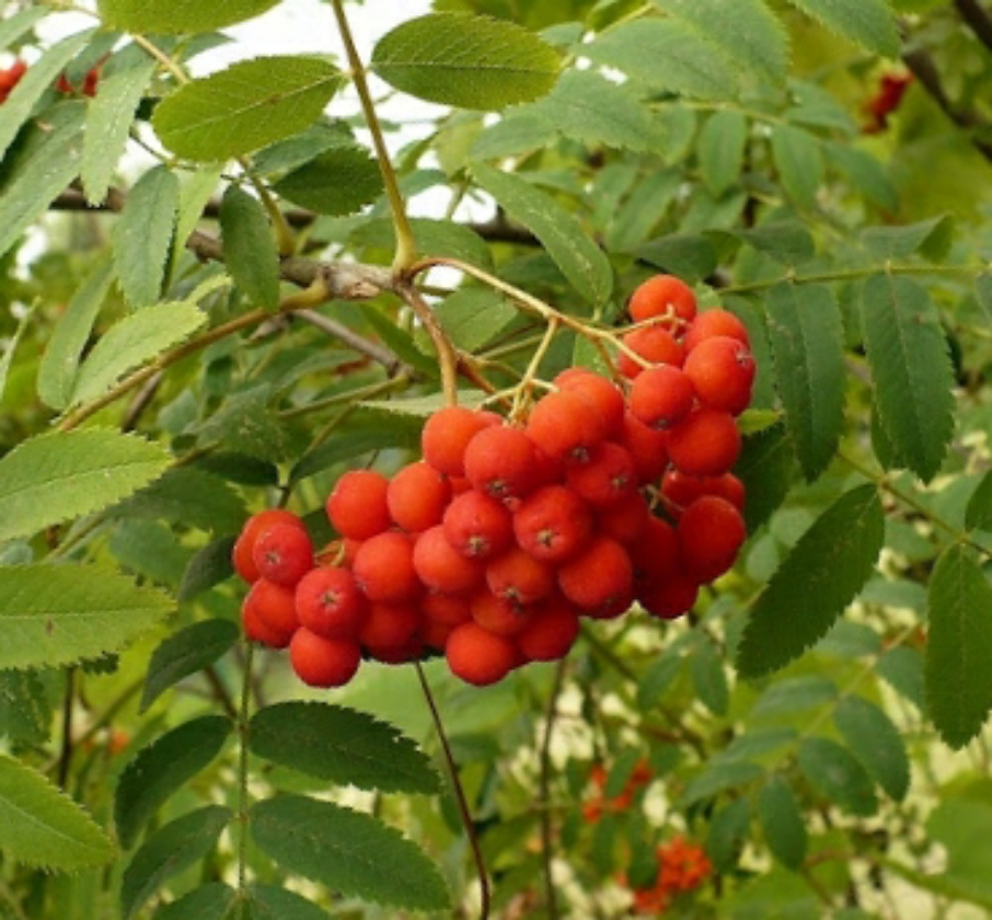 Krasavica (Pot 1L)